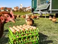 Eierautomat Öschelbronner Weidehühner  frische Freilandeier in Gäufelden